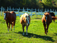 bertartas-red-horse-ranch2