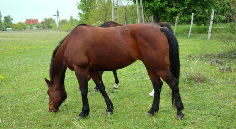 kancak-csikok13-red-horse-ranch