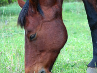 kancak-csikok14-red-horse-ranch