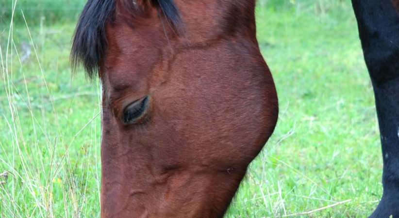kancak-csikok14-red-horse-ranch