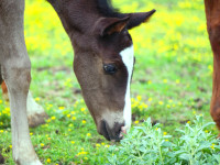 kancak-csikok16-red-horse-ranch