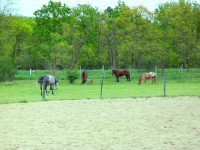kancak-csikok2-red-horse-ranch
