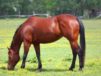 kancak-csikok23-red-horse-ranch