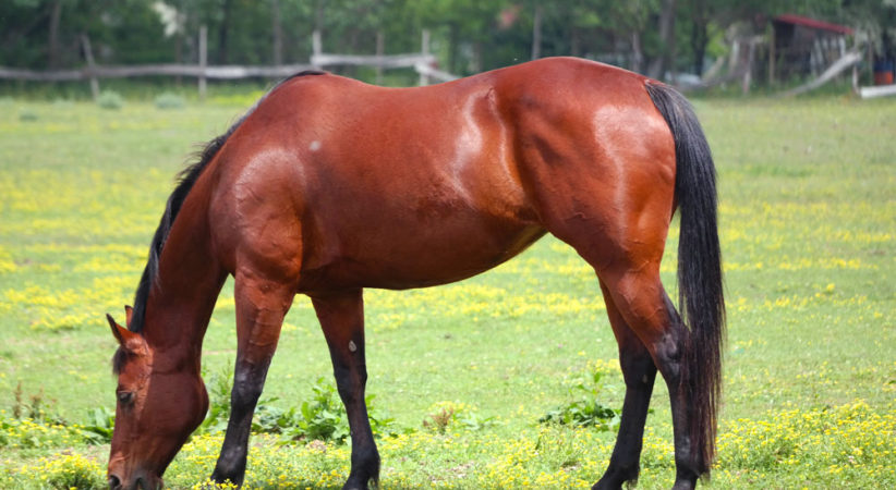 kancak-csikok23-red-horse-ranch