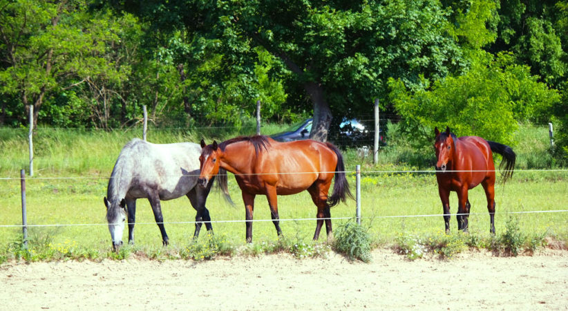 kancak-csikok3-red-horse-ranch