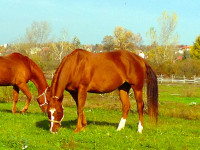 kancak-csikok6-red-horse-ranch