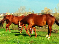 kancak-csikok7-red-horse-ranch