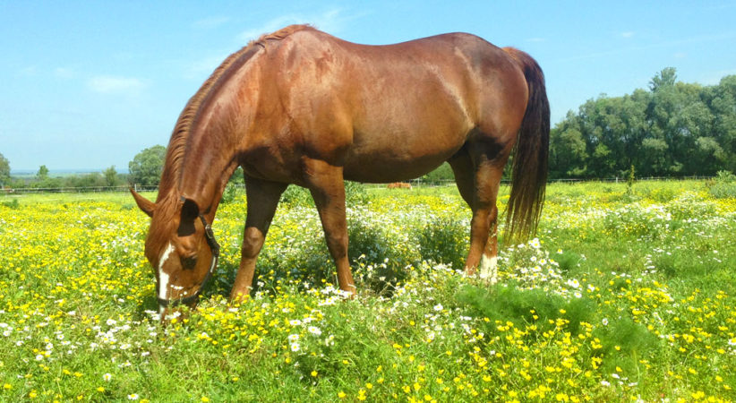 kancak-csikok9-red-horse-ranch