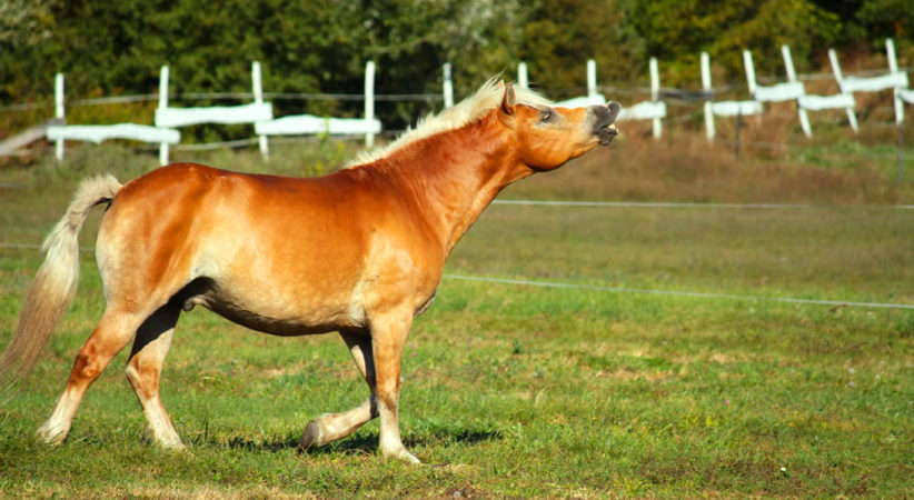ranch10-red-horse-ranch