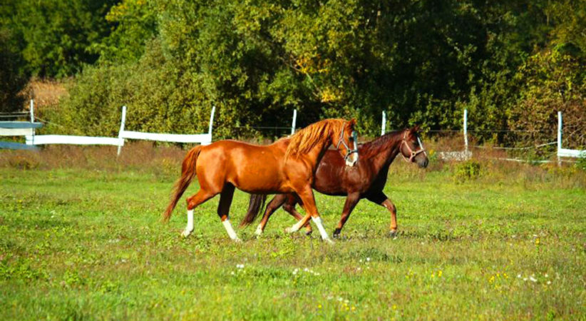 ranch2-red-horse-ranch